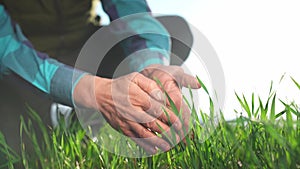 farmer hand. man farmer a working in the field inspects the crop wheat germ eco natural a farming. business agriculture