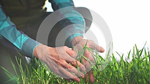 farmer hand. man farmer a working in the field inspects the crop wheat germ eco natural a farming. business agriculture