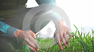 farmer hand. man farmer a working in the field inspects the crop wheat germ eco natural a farming. business agriculture