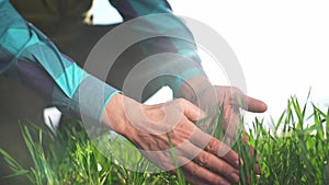 farmer hand. man farmer a working in the field inspects the crop wheat germ eco natural a farming. business agriculture