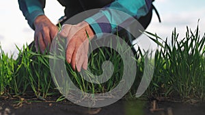 farmer hand. man farmer a working in the field inspects the crop wheat germ eco natural a farming. business agriculture