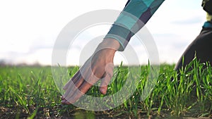 farmer hand. man farmer a working in the field inspects the crop wheat germ eco natural a farming. business agriculture