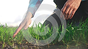 farmer hand. man farmer a working in the field inspects the crop wheat germ eco natural a farming. business industry