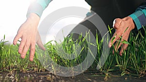 farmer hand. man farmer a working in the field inspects the crop wheat germ eco natural a farming. industry business