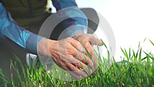 farmer hand. man farmer a working in the field inspects the crop wheat germ eco natural industry a farming. business