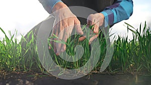 farmer hand. man farmer a working in the field inspects the crop wheat germ industry eco natural a farming. business