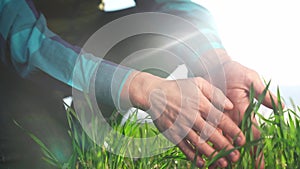 farmer hand. man farmer a working in the field inspects the crop wheat germ industry eco natural a farming. business