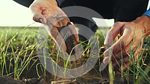 Farmer hand. man farmer working in the field inspects the crop wheat germ natural a farming. business agriculture