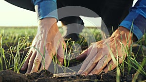 Farmer hand. man farmer working in the field inspects the crop wheat germ natural a farming. business agriculture