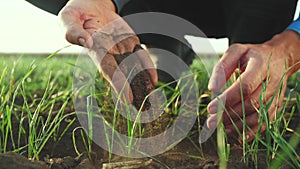 Farmer hand. man farmer working in the field inspects the crop wheat germ natural a farming. business agriculture