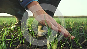 farmer hand. man farmer working in the field inspects the crop wheat germ natural a farming. business agriculture