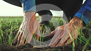 farmer hand. man farmer working in the field inspects the crop wheat germ natural a farming. business agriculture