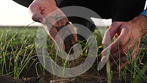 farmer hand. man farmer working in the field inspects the crop wheat germ natural a farming. business agriculture