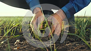 Farmer hand. man farmer working in the field inspects the crop wheat germ natural a farming. business crop agriculture