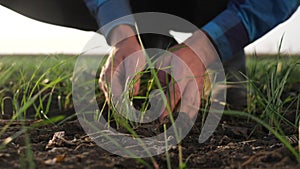 farmer hand. man farmer working in the field inspects the crop wheat germ natural a farming crop. business agriculture