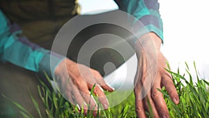 farmer hand. man farmer a working industry in the field inspects the crop wheat germ eco natural a farming. business