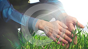 farmer hand. man farmer a working in the field inspects the crop wheat germ eco natural a farming. business agriculture