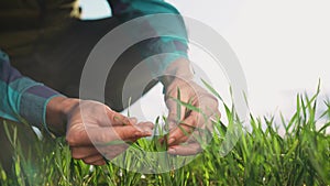farmer hand. man farmer a working in the field inspects the crop wheat germ eco natural a farming. business agriculture