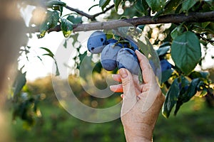 Farmer hand picking blue plums from fruit tree in garden