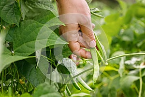 farmer hand picking fresh green bean on vegetable garden