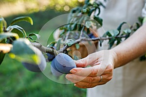 Farmer hand picking fresh ripe plums from fruit tree