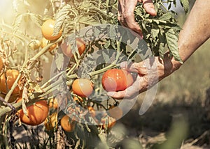 Farmer hand picking ripe tomato from branch closeup
