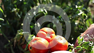 Farmer Hand Picking Ripe Tomato in Vegetable Garden