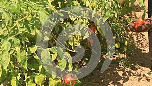 Farmer Hand Picking Ripe Tomato in Vegetable Garden