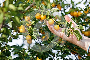 Farmer hand picking ripe yellow mirabelle plum