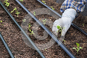 Farmer hand is planting Chinese cabbage sprouts on nursery plot in organic farm