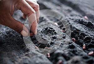 Farmer hand planting seeding in soil