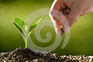 Farmer hand planting seeds in soil