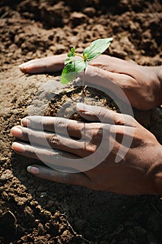 Farmer hand planting young tree on back soil as care and save wold concept.
