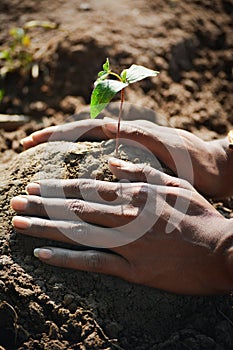Farmer hand planting young tree on back soil as care and save wold concept.