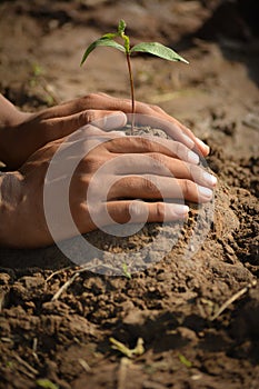 Farmer hand planting young tree on back soil as care and save wold concept.