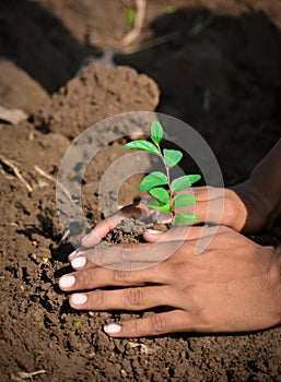 Farmer hand planting young tree on back soil as care and save wold concept.