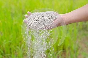 Farmer hand pouring plant chemical fertilizer