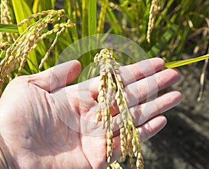 Farmer hand ready to receive mature rice