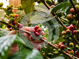 Farmer hand with red coffee beans in Colombia