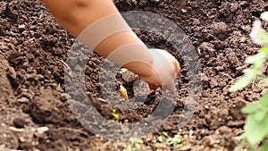 Farmer hand seedling, putting seeds in the soil, ground carefully in garden. Organic eco farming in spring, eco sowing