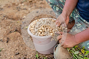 Farmer hand selected bean in farm