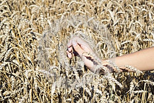 Farmer hand stroking rye cones