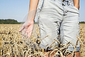 Farmer hand stroking rye cones