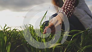 Farmer hand touches green leaves of young wheat in the field, the concept of natural farming, agriculture, the worker