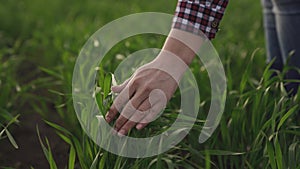 Farmer hand touches green leaves of young wheat in the field, the concept of natural farming, agriculture, the worker