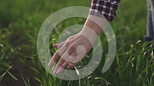 Farmer hand touches green leaves of young wheat in the field, the concept of natural farming, agriculture, the worker