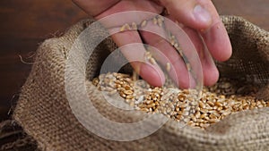 Farmer hand touches wheat grains in bindle bag sack