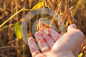 Farmer hand touching ripe soybeans in field. Soy pods close-up. Soybean harvest