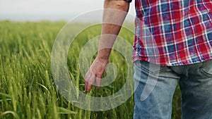 Farmer hand touching ripening wheat ears in green grain field. Agronomist man walking in green rye field. Agriculture