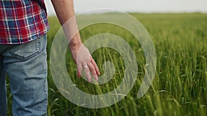 Farmer hand touching ripening wheat ears in green grain field. Agronomist man walking in green rye field. Agriculture